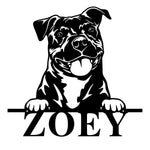 zoey/pb terrier/BLACK